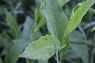 Close-up of morning dew on plant leaves