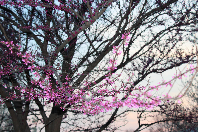 Pink blossoms on a bare tree