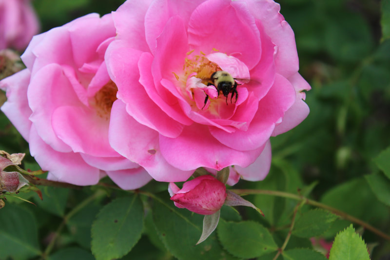 Close-up of a bumble bee in a pink rose