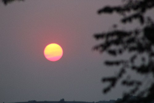 Orange sun as it sets with blurred pine leaves in the foreground
