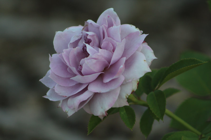 Purple-gray rose with blurred background